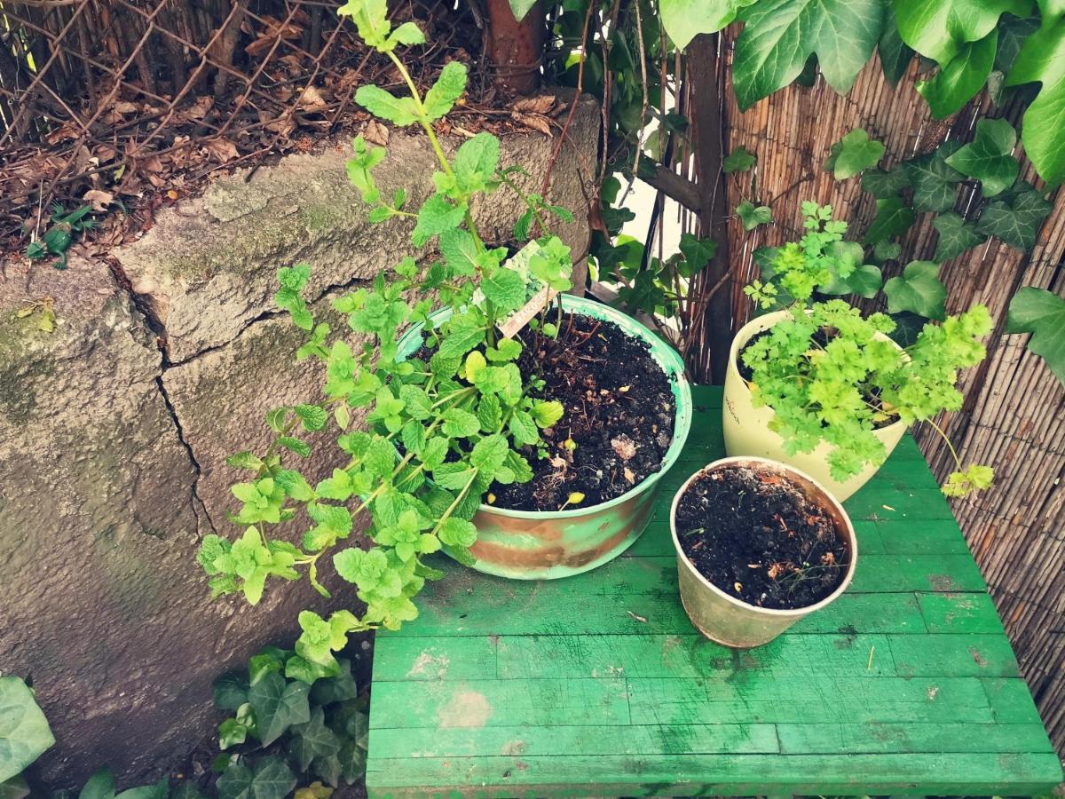 Flat In Historic Villa With Your Own Private Garden, Near City Park ブダペスト エクステリア 写真